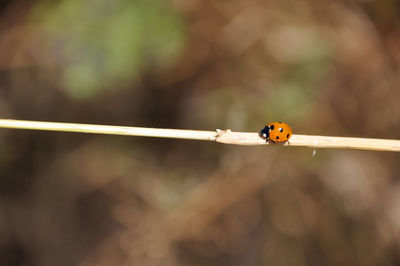 Close-up of ladybug on plant