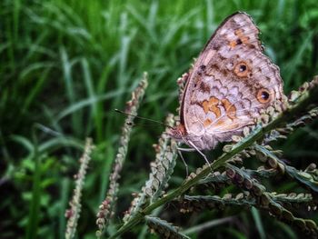 Close-up of butterfly on flower