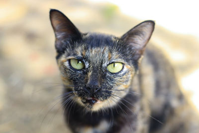 Close-up portrait of a cat