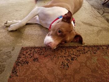 Close-up of dog lying on ground