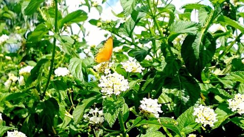 Close-up of butterfly perching on flower