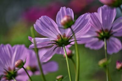 Pink daisy flowers in green background.