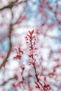 Low angle view of cherry blossom