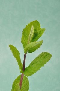 Close-up of green leaves