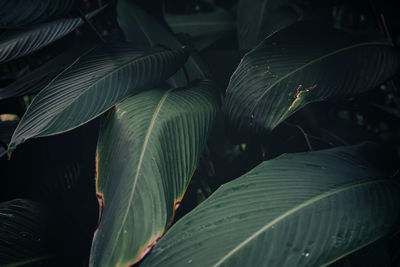 Close-up of leaves