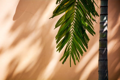 Close-up of palm tree against wall