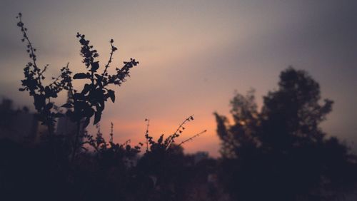 Silhouette plants against sky during sunset