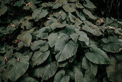 Full frame shot of leaves