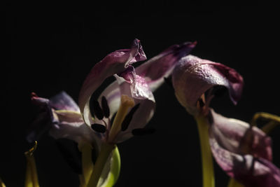 Close-up of purple flowers against black background