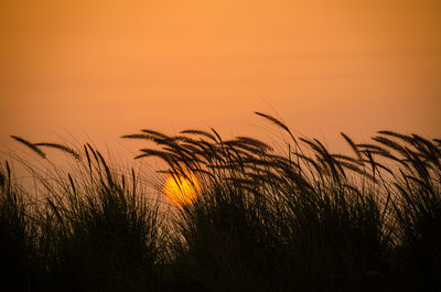 Silhouette plants growing on field against clear sky during sunset