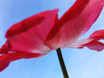 Low angle view of red flowering plant against sky