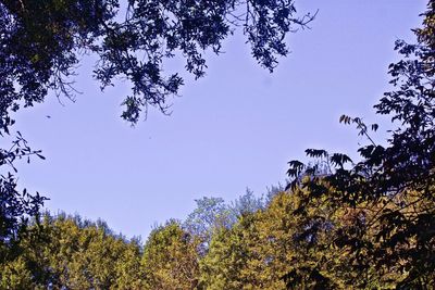 Low angle view of silhouette trees against sky