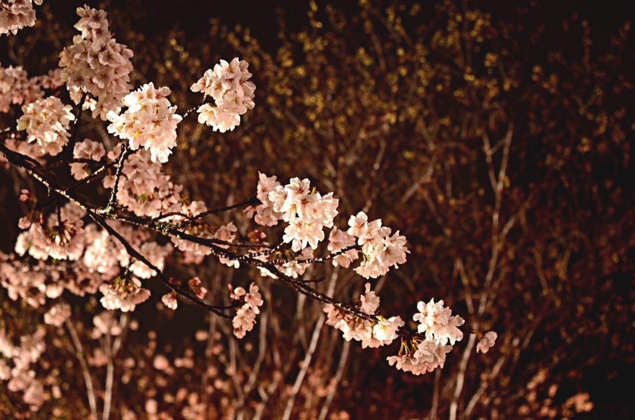 flower, growth, fragility, freshness, beauty in nature, nature, branch, blossom, petal, tree, focus on foreground, twig, plant, blooming, close-up, in bloom, season, springtime, outdoors, field