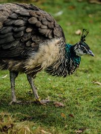 Close-up of bird on field