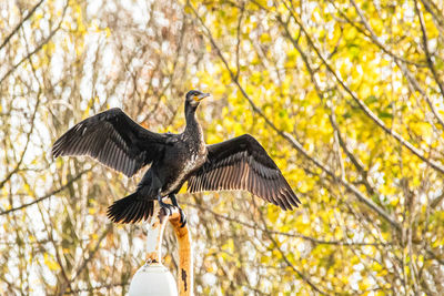 Low angle view of a bird flying