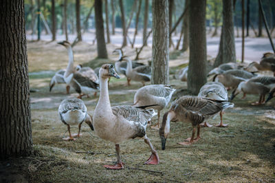 Flock of birds on field