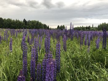 Purple flowering plants on field against sky