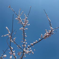 Low angle view of cherry blossom against blue sky