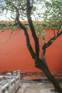 Tree by wall against orange sky