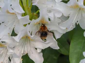 Close-up of insect on white flower