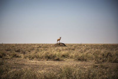 Scenic view of gazelle in land against clear sky