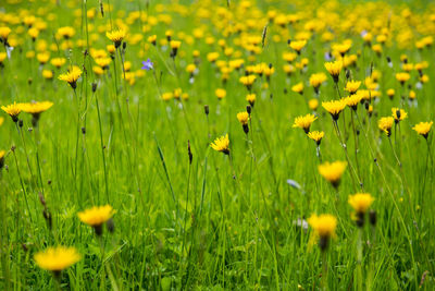 Close-up of yellow flowering plants on field