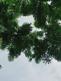 Low angle view of tree against sky