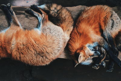 High angle view of two foxes sleeping