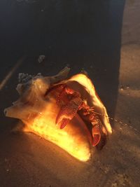 Close-up of crab on sand at beach
