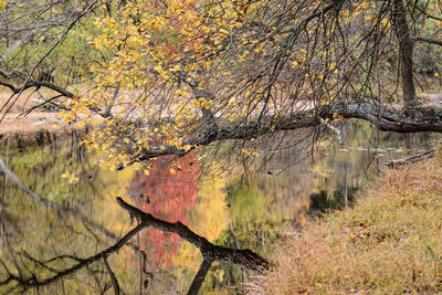 Tree in forest during autumn