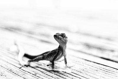 Close-up of lizard on wooden plank