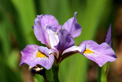 Close-up of purple iris flower