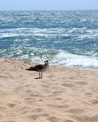 Bird on beach against sea