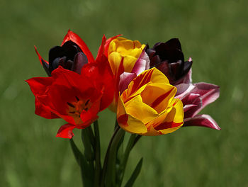 Close-up of red tulip