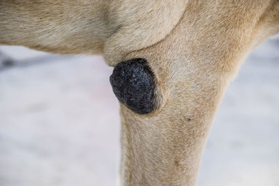 Close-up of a dog