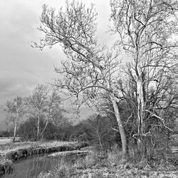 Bare trees on landscape