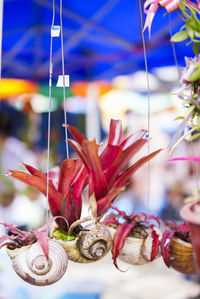 Close-up of flowers against blurred background