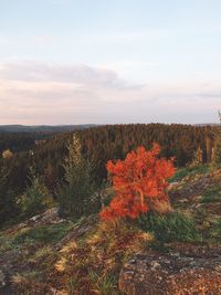 Plants growing on land against sky during autumn