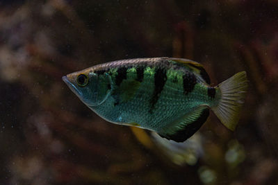 Close-up of fish swimming in sea