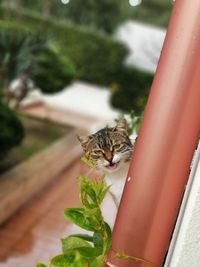 Cat on a balcony saying good morning 