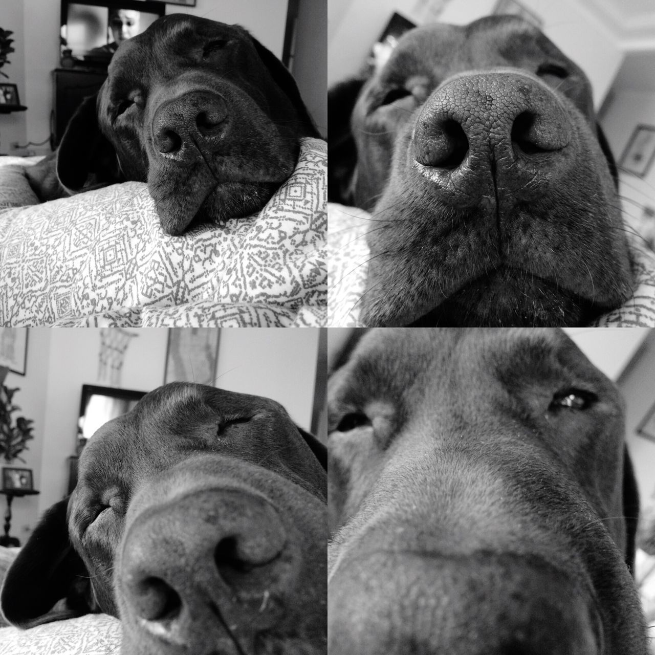 animal themes, domestic animals, mammal, close-up, animal head, portrait, dog, one animal, focus on foreground, two animals, indoors, looking at camera, pets, animal body part, no people, day, front view, snout