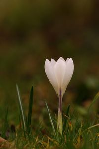 Close-up of white crocus blooming on field