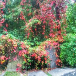 View of flowering plants in garden