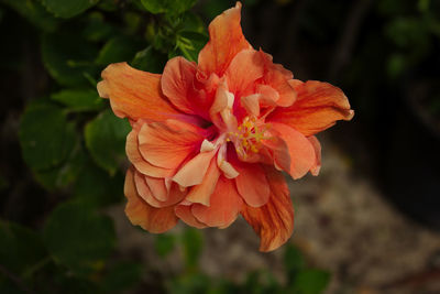 Close-up of orange rose flower