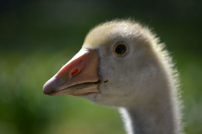 A goose on the grass