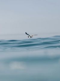 Seagull flying over sea