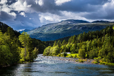 Scenic view of river amidst trees against sky