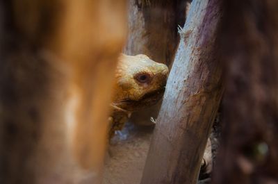 Close-up of lizard