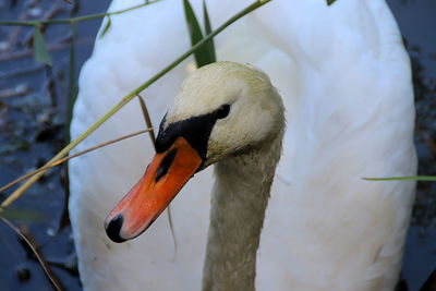 Close-up of swan swimming in lake