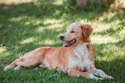 Dog sitting on grass in field